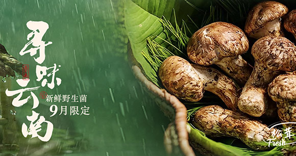 寻味云南野生菌 8.30新鲜上市